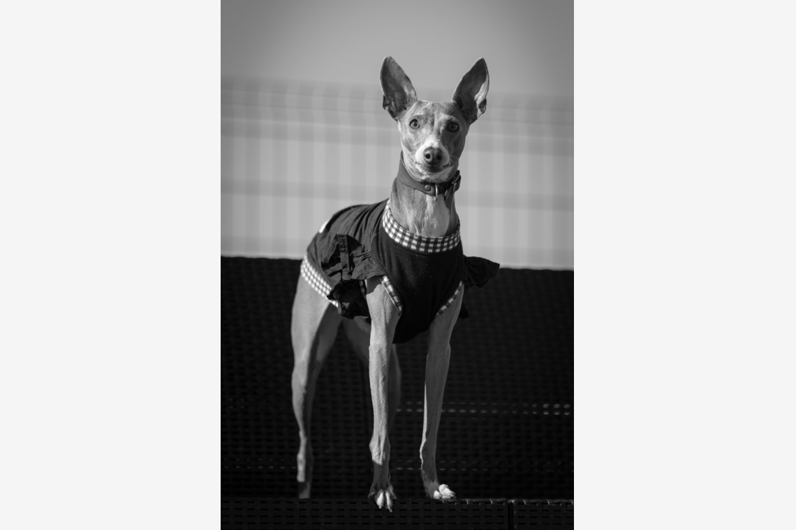 T.Matsumuraが撮影した「ペット」の写真