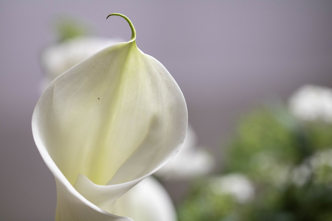 ミヤタカズコが撮影した「花のある生活」の写真