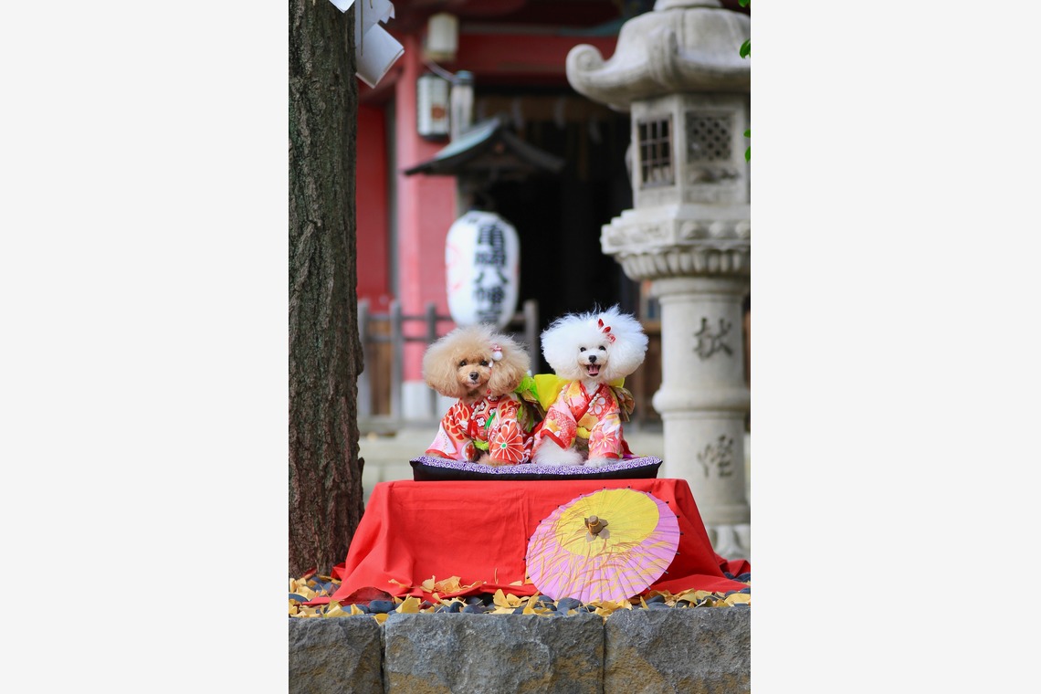 高橋 透（Coo&Sea STUDIO代表）が撮影したエンゲージメントフォトのアルバム「七五三出張撮影＠東京」