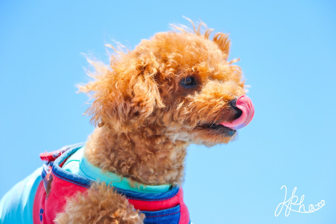 大森光太郎・K-PHOTOが撮影した家族写真(キッズ,ベビーフォト)のアルバム「ペット撮影」