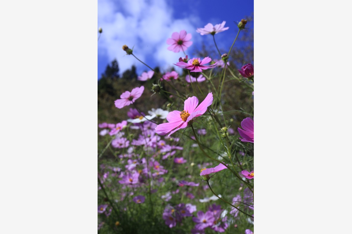 写真屋gonree　阿波根里恵が撮影した「風景写真（コスモス）」の写真