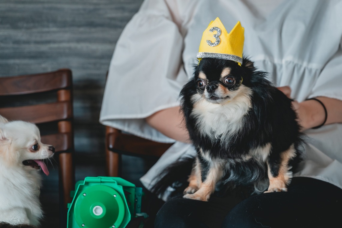 Tajimaが撮影した写真のアルバム「ペット」