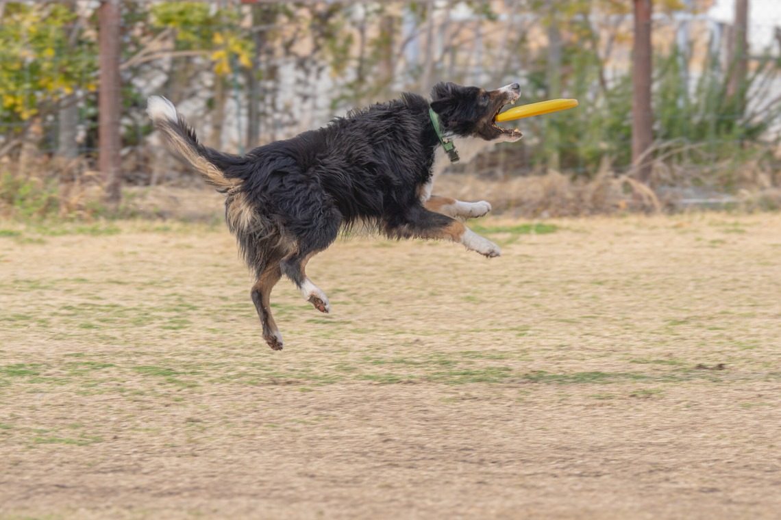 あなたの写真館が撮影した写真のアルバム「ペット撮影」