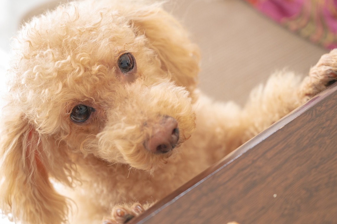 高木勇斗が撮影した「トイプードル」の写真