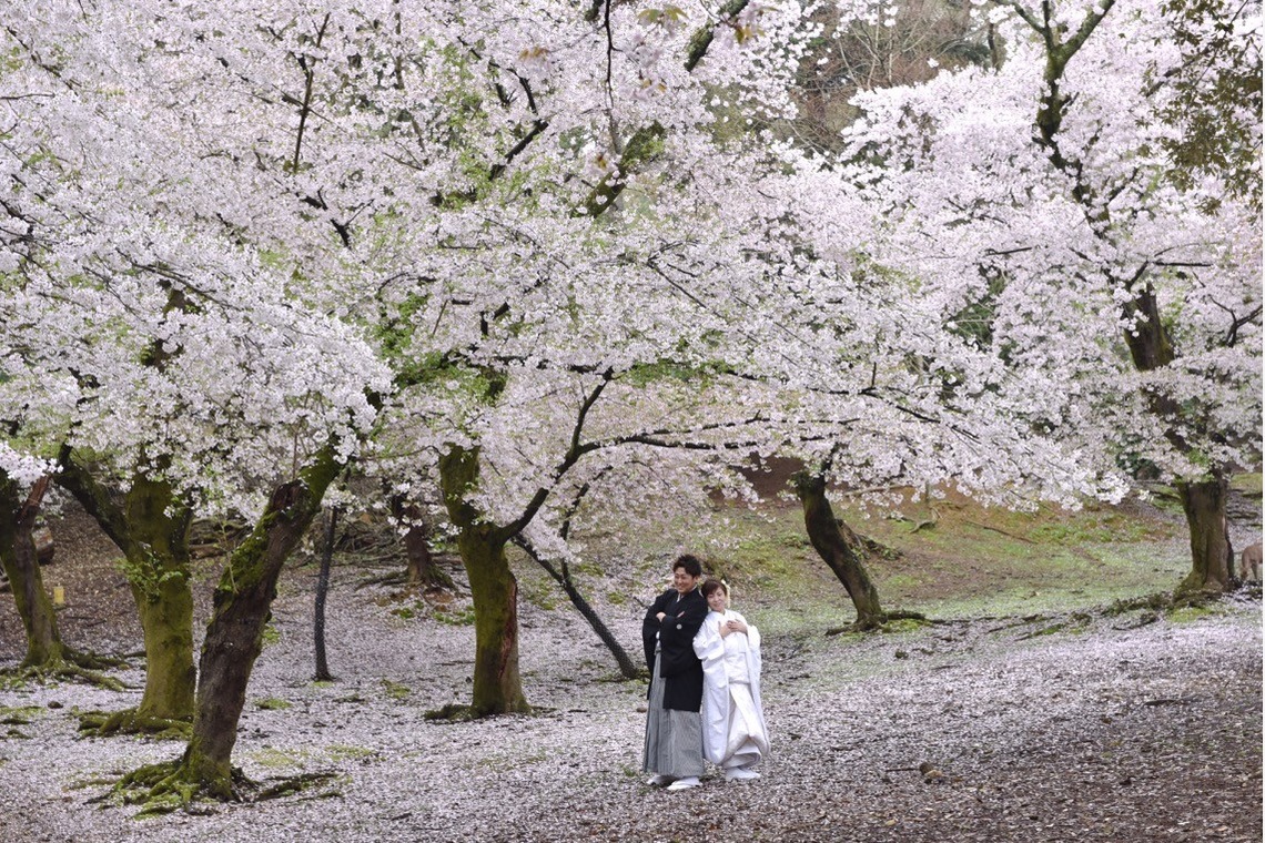 Photo of Pre Weddingphotoshoot in Nara park in the cherry blossom season taken by Kiki photo works