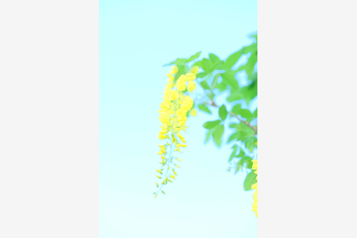 KotobukiPhotosが撮影した「花・植物」の写真