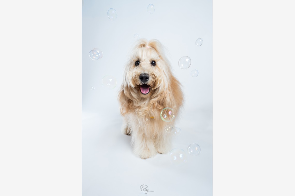 Ray Yamaguchiが出張撮影した家族写真(キッズ,ベビーフォト)などが写った「ペット撮影」の家族写真