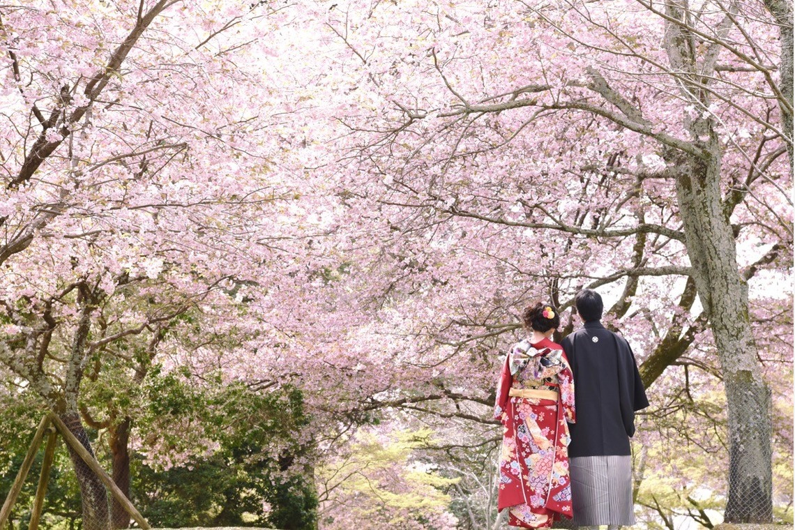 Photo of Pre Weddingphotoshoot in Nara park in the cherry blossom season for foreigners. taken by Kiki photo works