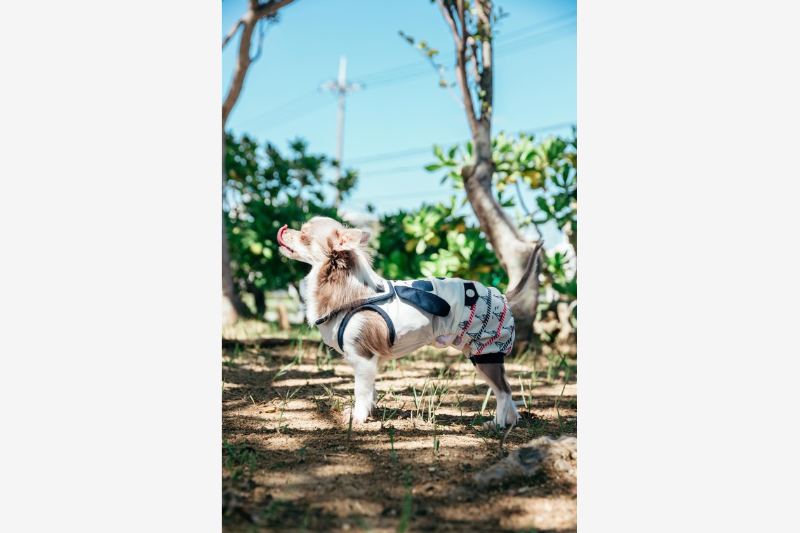 ポートレート沖縄が撮影した写真のアルバム「ペット撮影」