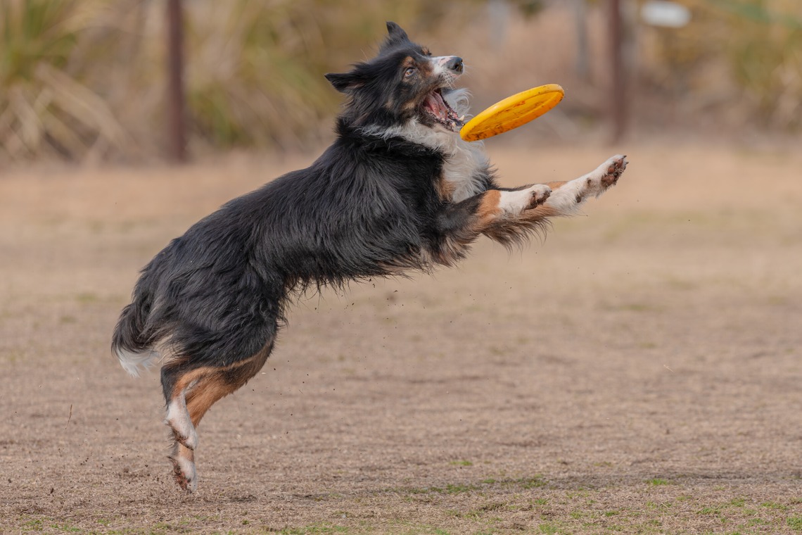 あなたの写真館が撮影した写真のアルバム「ペット撮影」