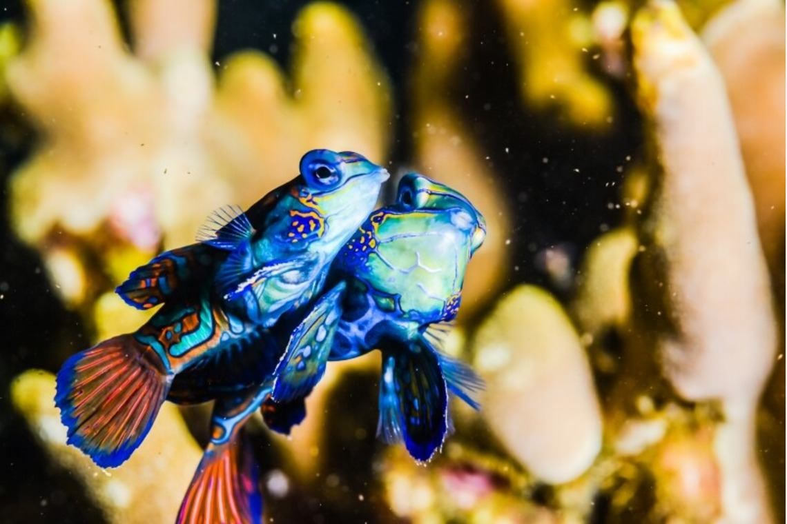 リトルダイナソーが撮影した「水中風景」の写真