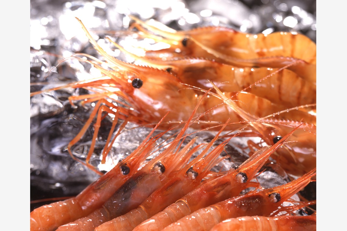 写真事務所ポートフォリオが撮影した「私のライフワーク」の写真