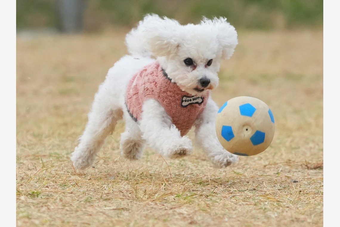 河野慈圓が撮影した「ペット撮影」の写真