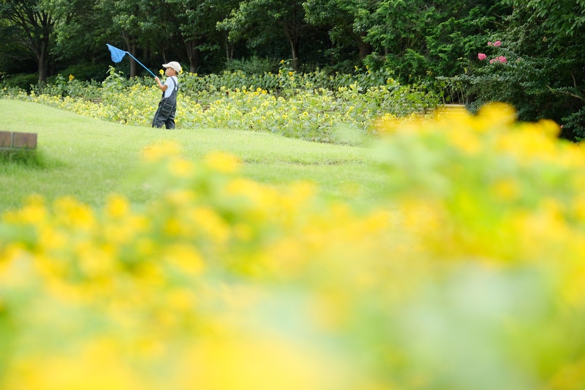 tomizoが撮影した写真のアルバム「お誕生日記念撮影＠しまね花の郷」
