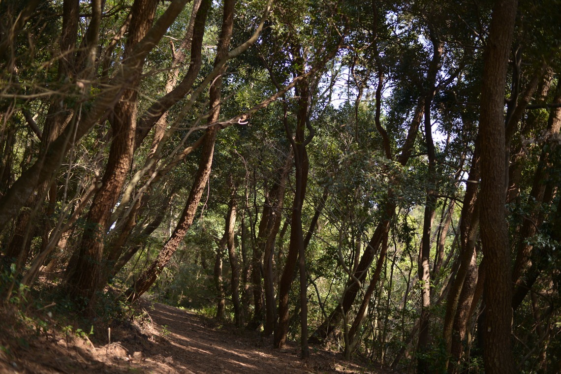 HOTEL GREGES（オテルグレージュ）が撮影した写真のアルバム「森ウェディング」