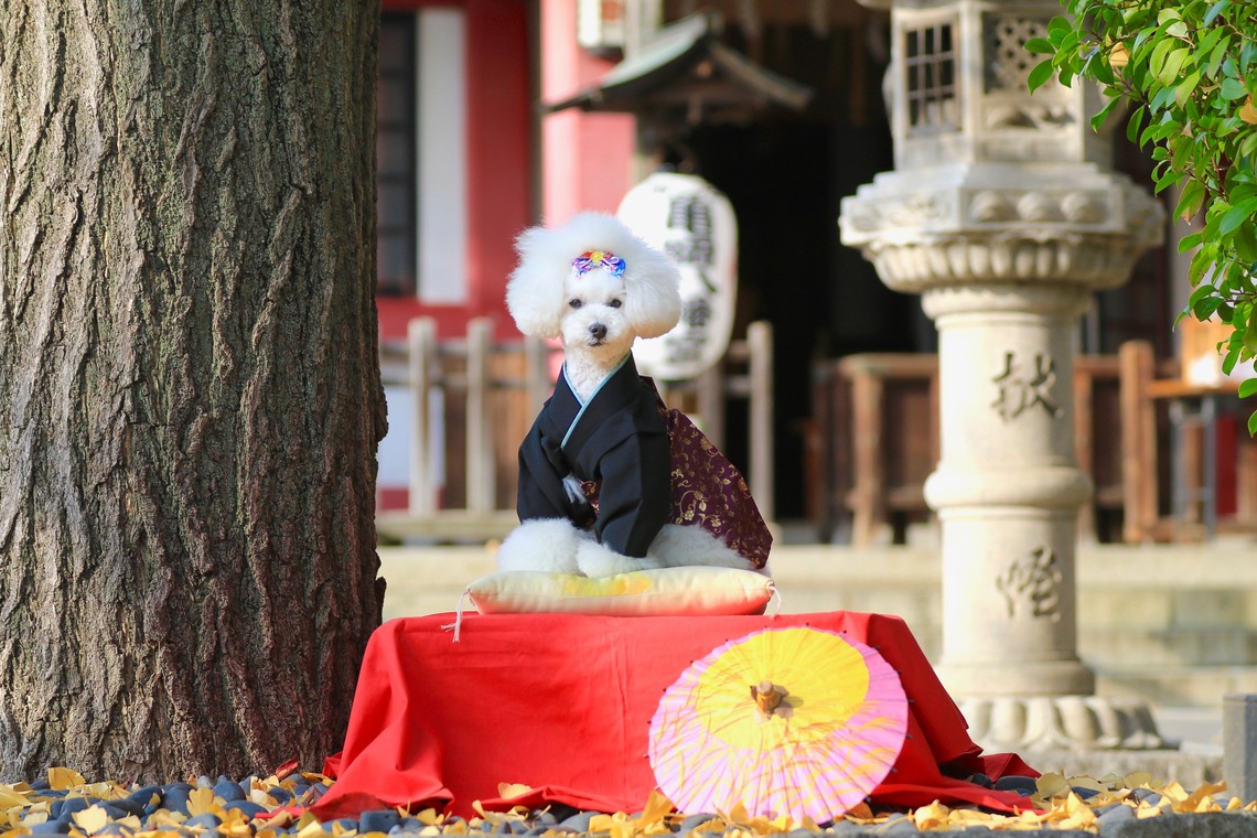 高橋 透（Coo&Sea STUDIO代表）が撮影したエンゲージメントフォトのアルバム「七五三出張撮影＠東京」