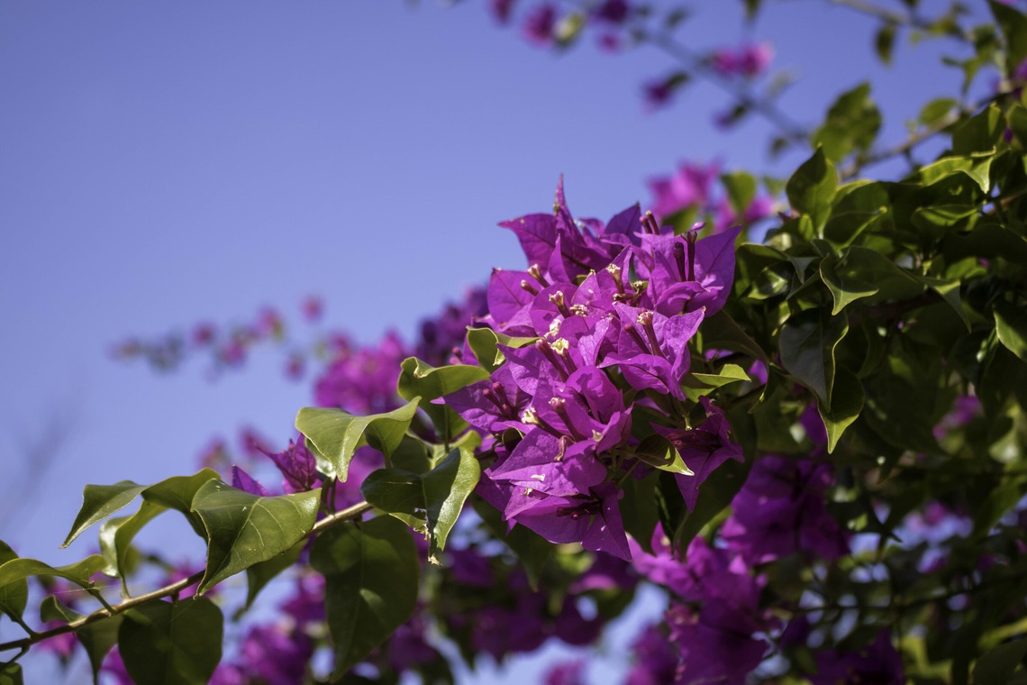 ミヤタカズコが撮影した写真のアルバム「花のある生活」
