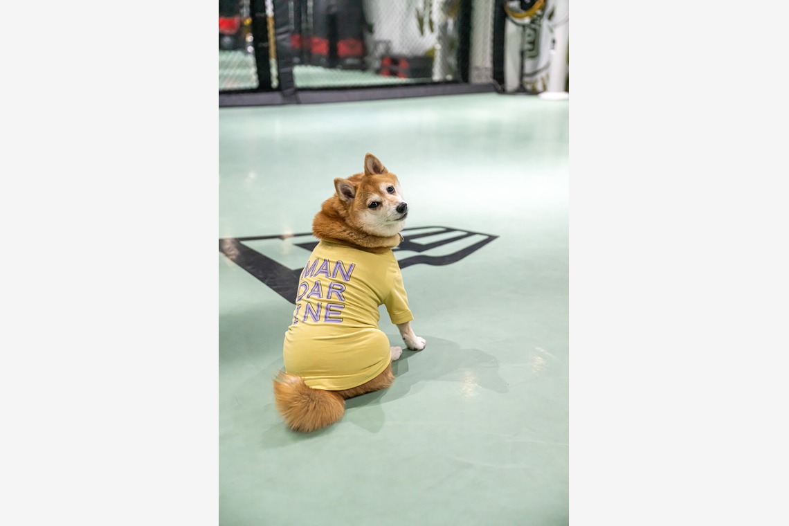 吉田佳央が撮影した「DOG SHOOTING」の写真