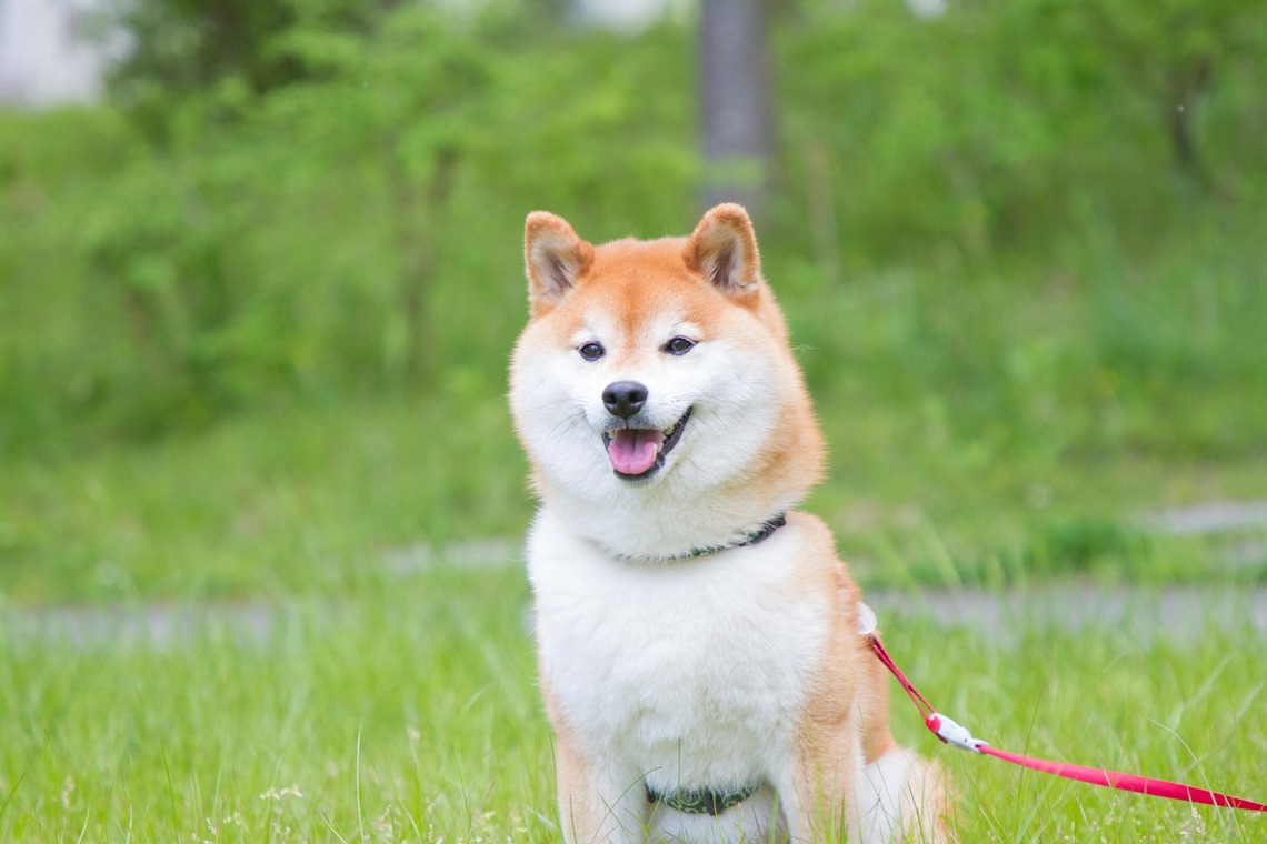 インスタントソイ合同会社　井上泰徳が撮影した写真のアルバム「ワンちゃん撮影」