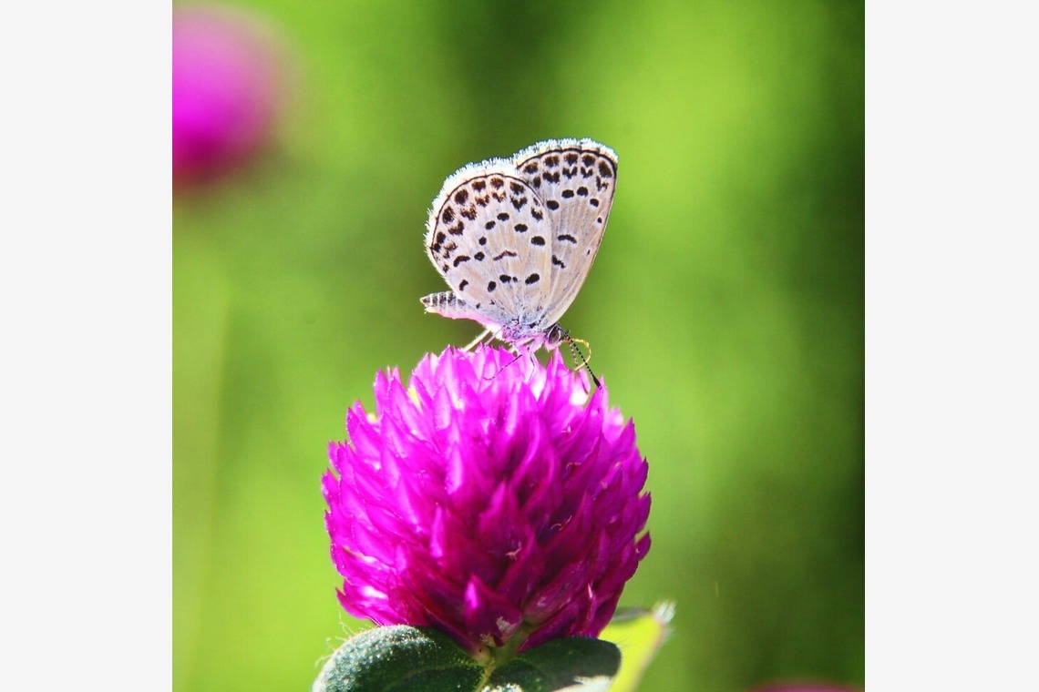 舞が撮影した写真のアルバム「自然」