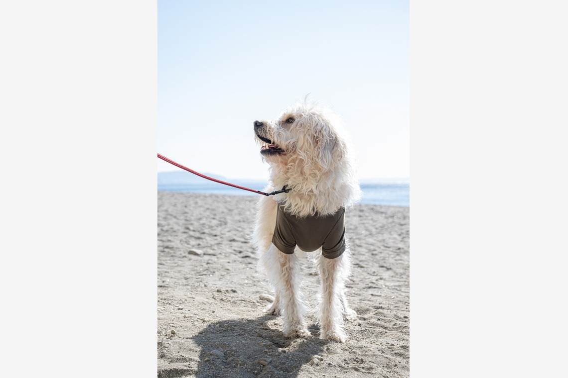 吉田佳央が撮影した「DOG SHOOTING」の写真