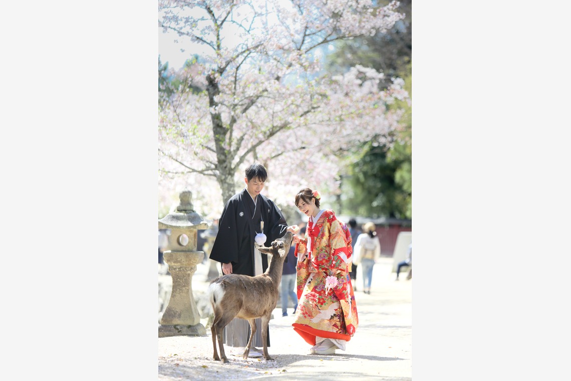 KIKIウェディングが撮影した写真のアルバム「宮島前撮り」