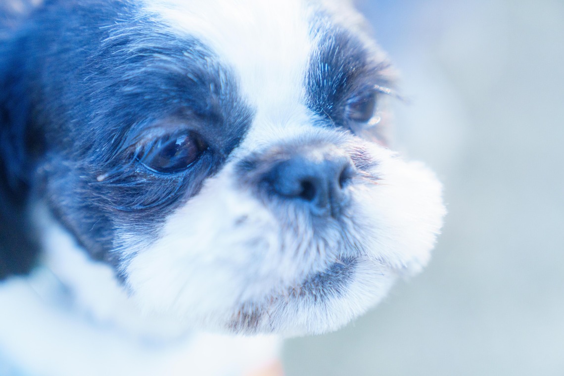 牧野 政宏が撮影した「ペット撮影」の写真