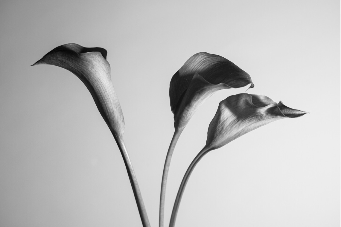 NOJYO高木俊幸写真事務所が撮影した写真のアルバム「花」