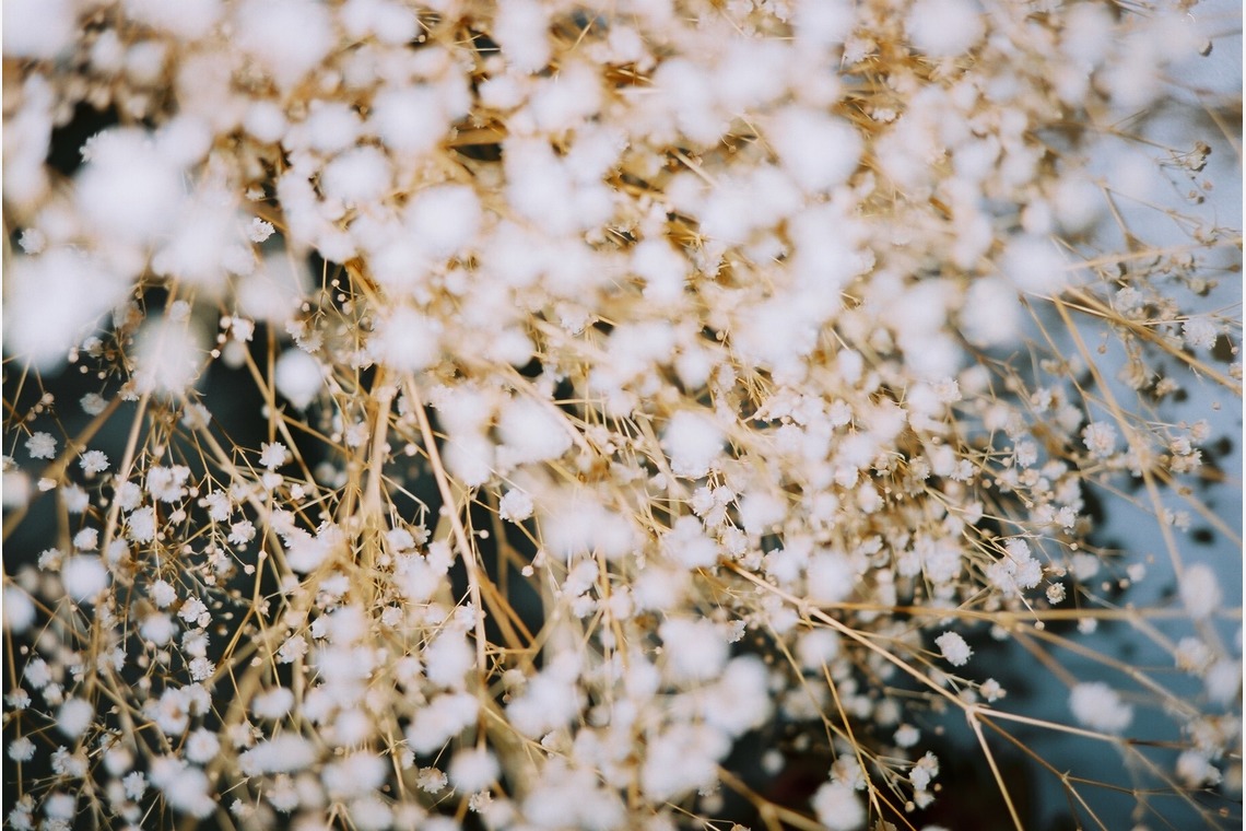 磯谷亮太が撮影した写真のアルバム「flower」