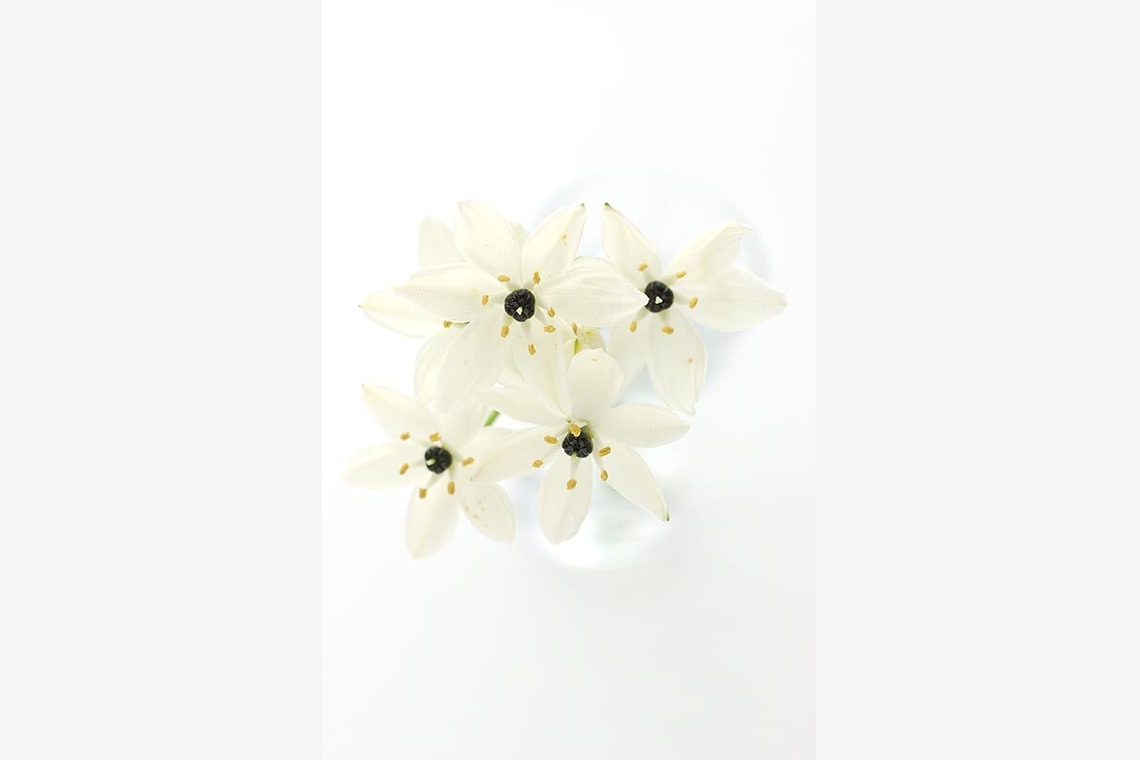 有限会社スタジオホリデー