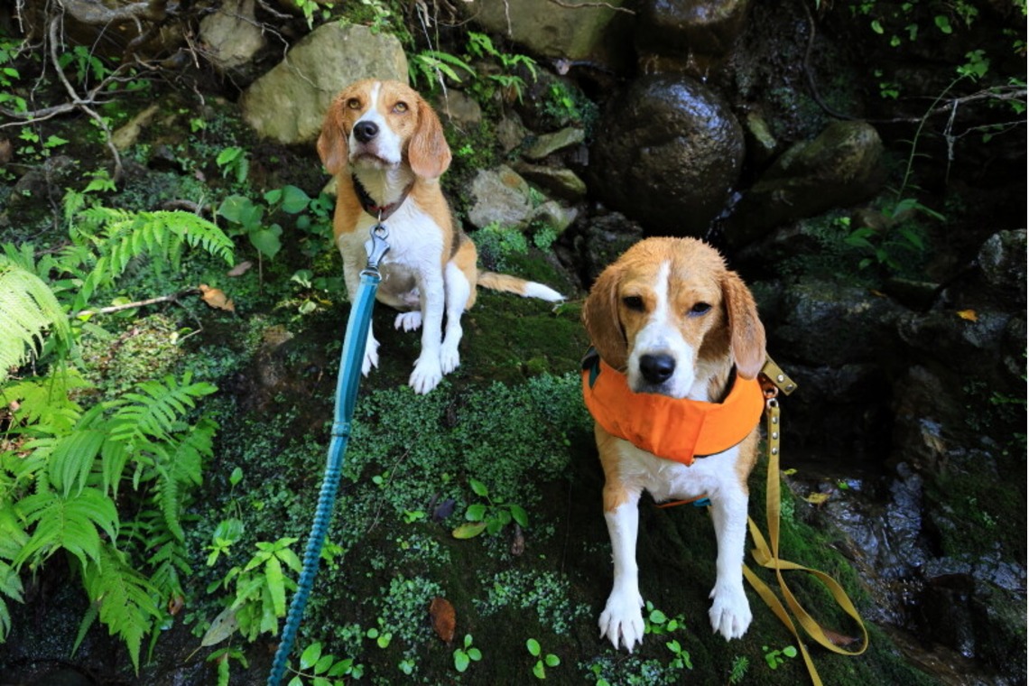 CREAMYが撮影した「ペット」の写真