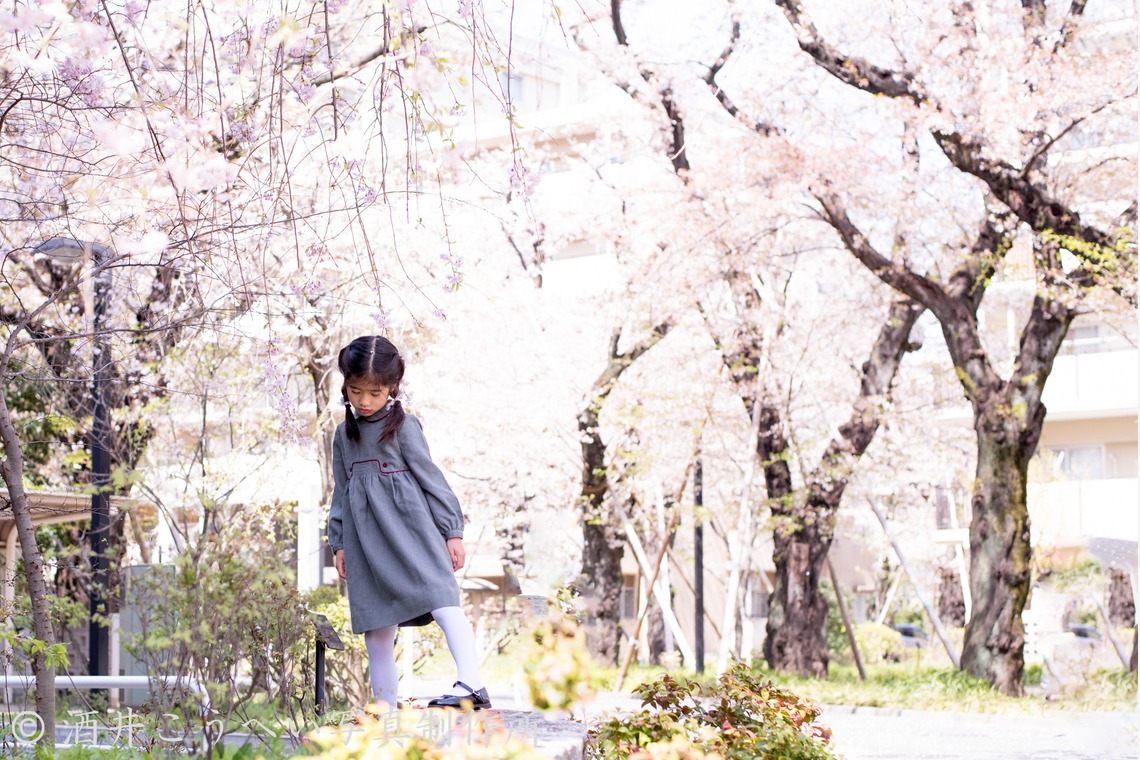 酒井こうへい写真製作所が撮影した「入学式・桜」の写真