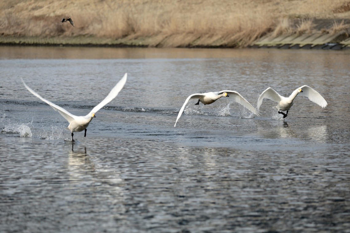 TATEZOUが撮影した写真のアルバム「ポートレート等」