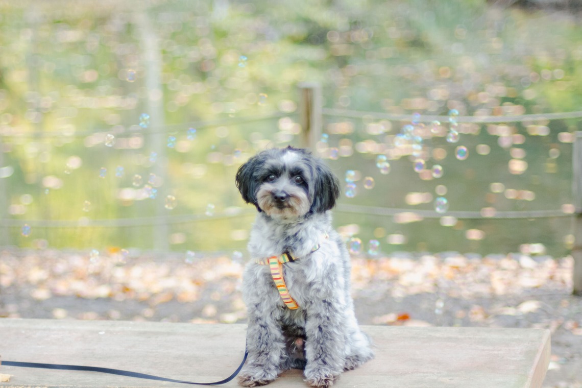 One&Only Photoが撮影した「ペット撮影」の写真