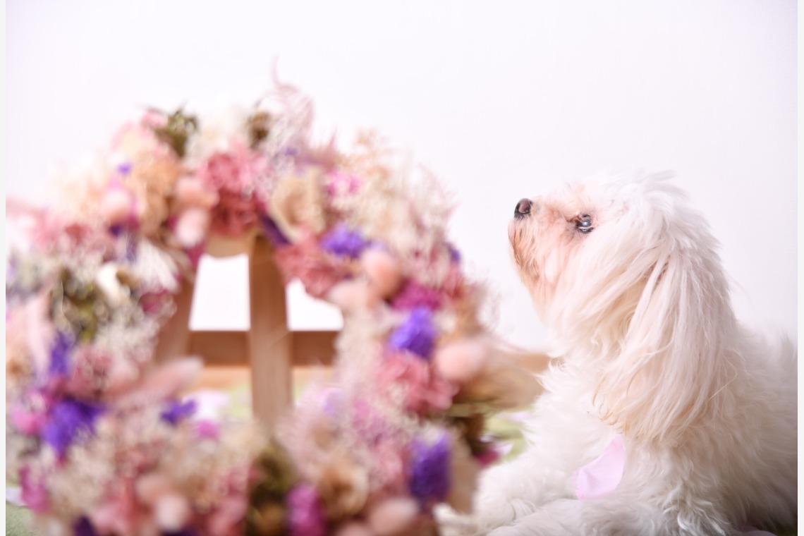 Photo la feliceが撮影した「Photo la felice」の写真