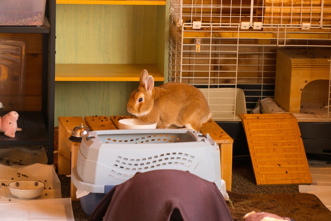 studio white alice 五十嵐啓が撮影した「動物」の写真