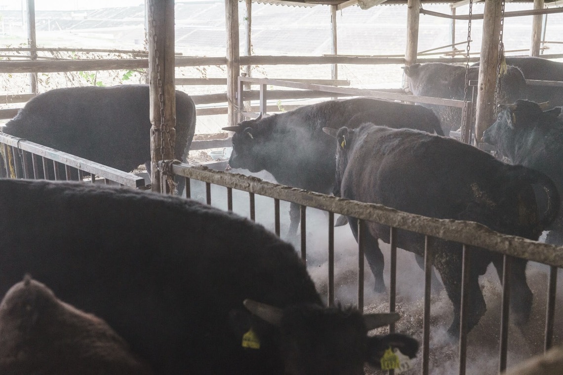 studio cactusが撮影した「農家 - 風景／人物／牛」の写真