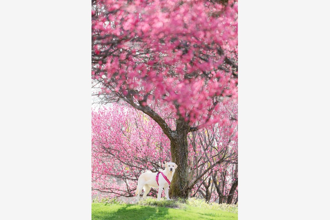 株式会社Neo-Smile 「locationbreeze」高橋 徹が撮影した「ペット動物など」の写真