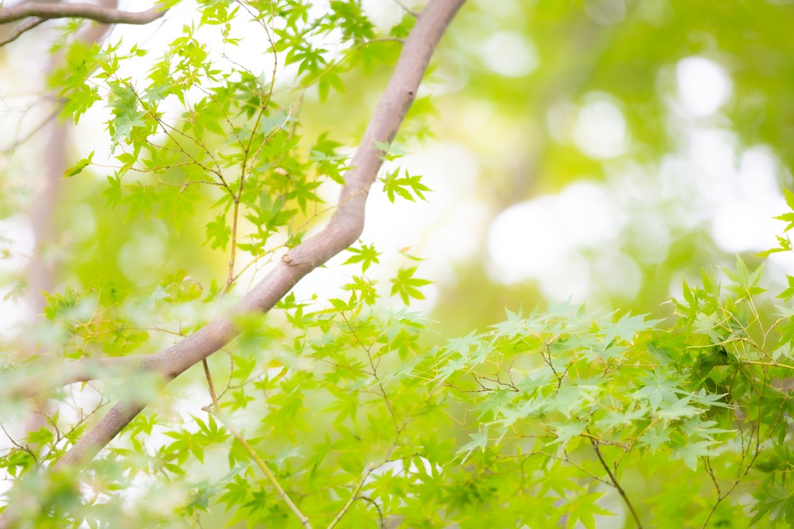 T.Matsumuraが撮影したエンゲージメントフォトのアルバム「七五三＠篠原八幡神社」