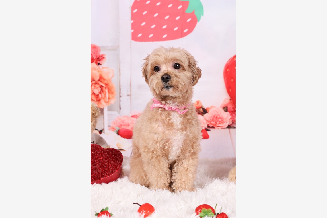 WithshopJapanが撮影した「ペット撮影」の写真