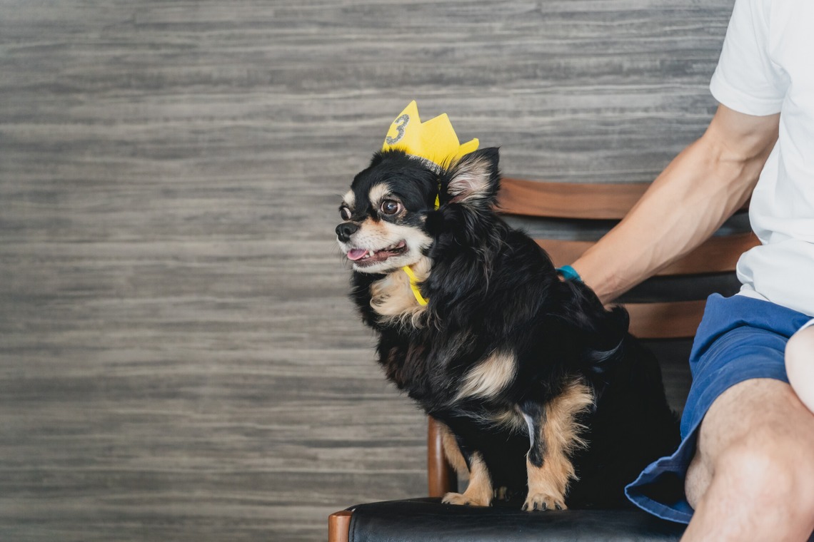 Tajimaが撮影した写真のアルバム「ペット」