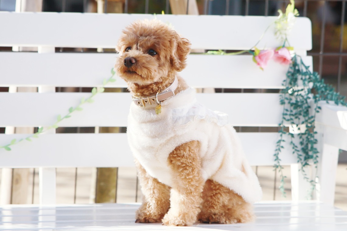 外川博己が撮影した「ペット撮影」の写真