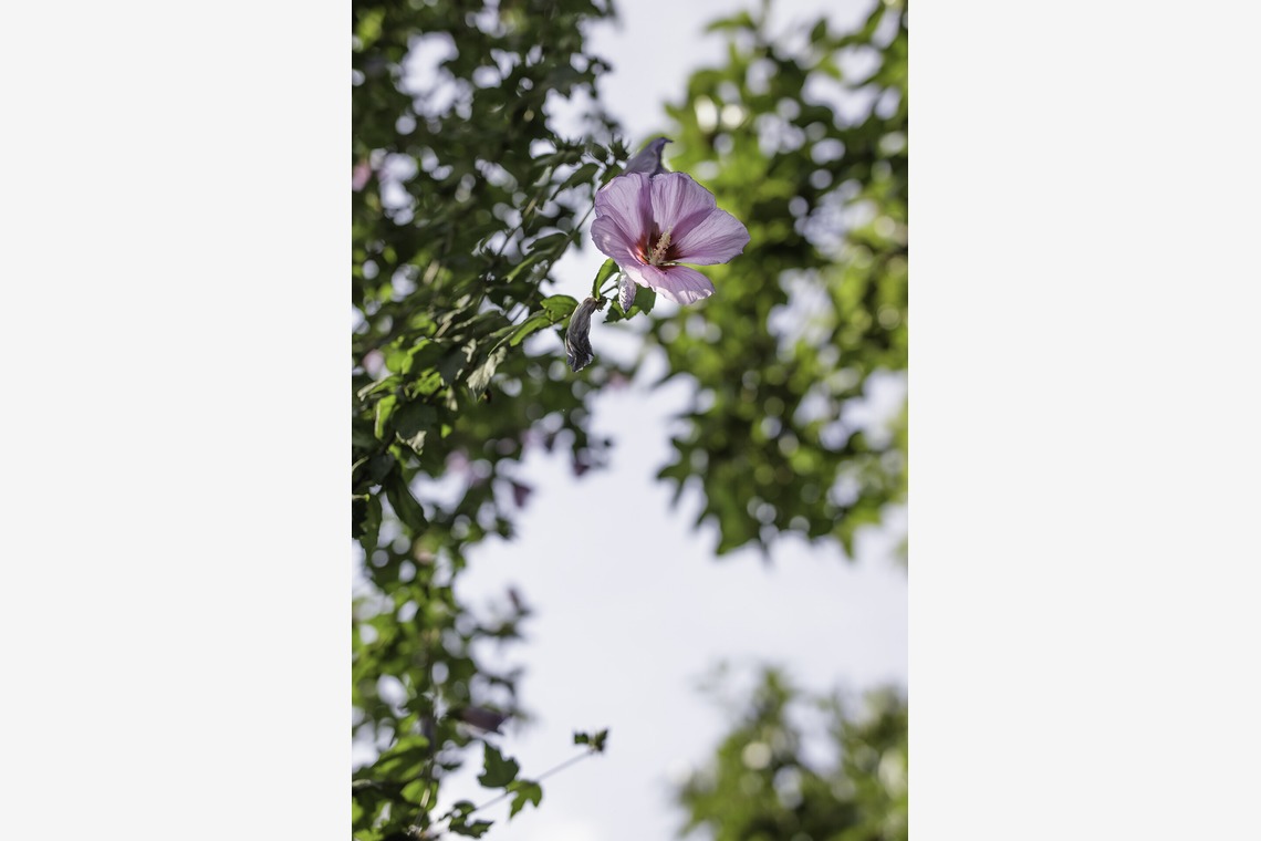 内山慎也が撮影した「植物」の写真
