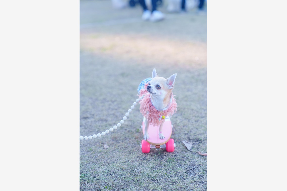 牧野 政宏が撮影した「ペット撮影」の写真