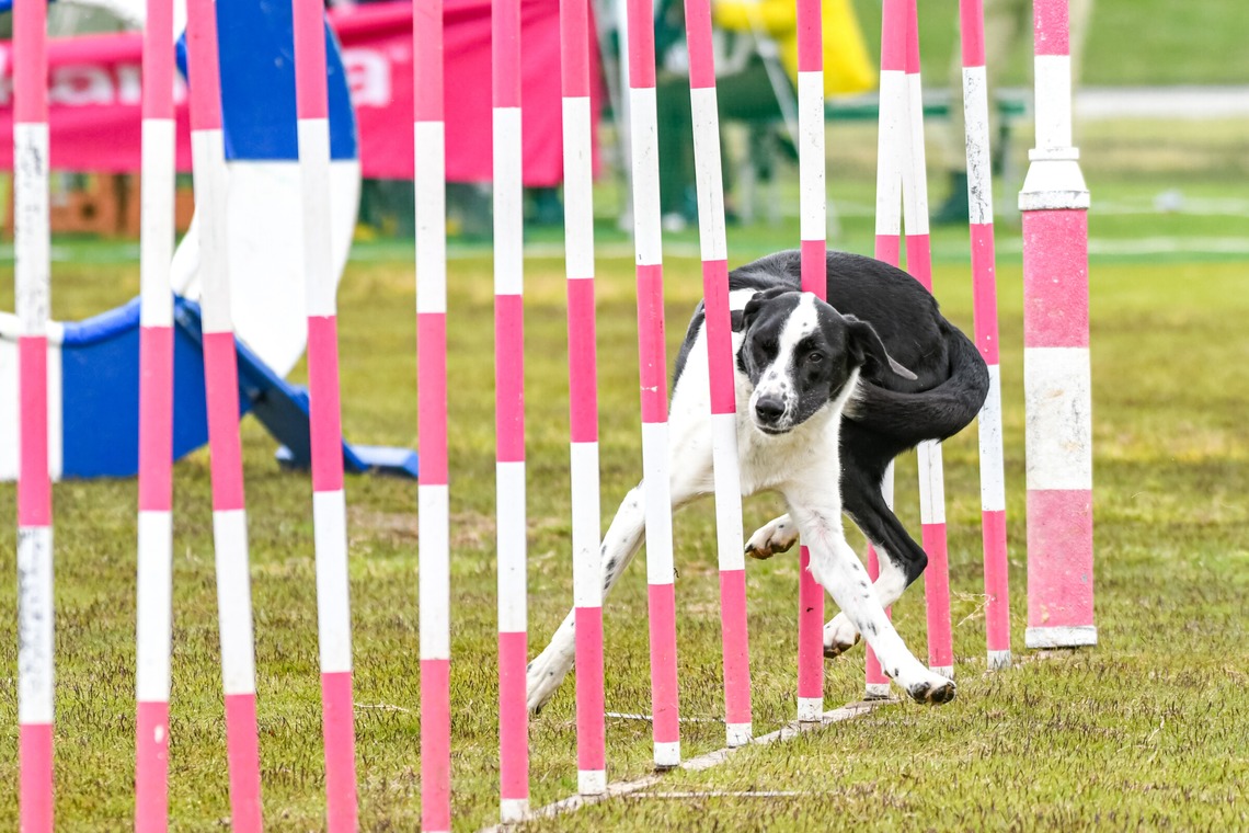 スタジオファンタスが撮影した「ドッグスポーツエクストリーム」の写真