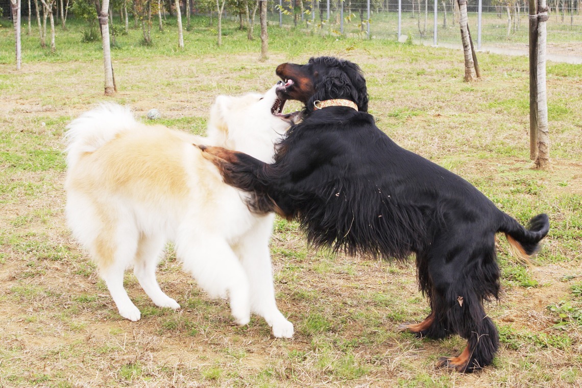 森安　照が撮影した「ペット撮影（犬・猫）」の写真