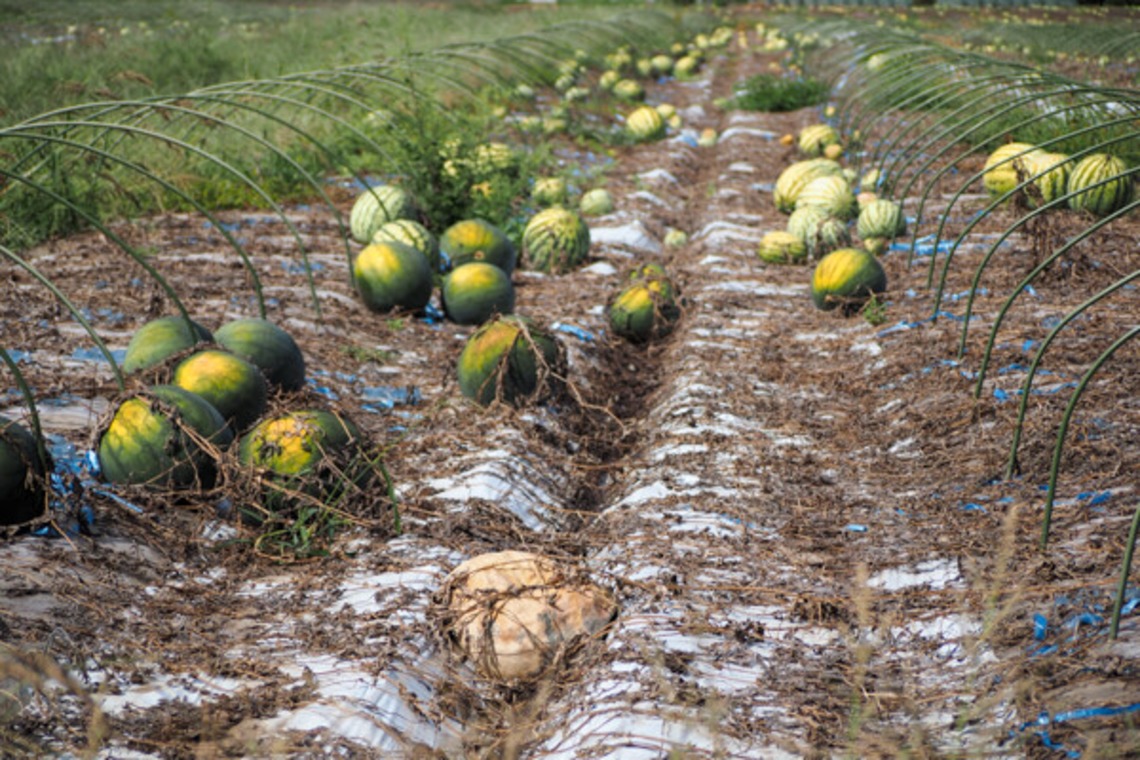 手塚隆弘が撮影した「気ままに」の写真