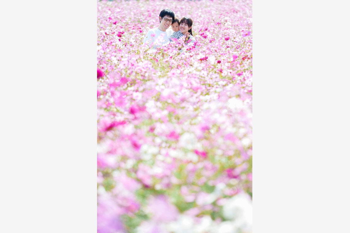 lino-'akaが撮影した写真のアルバム「コスモス」