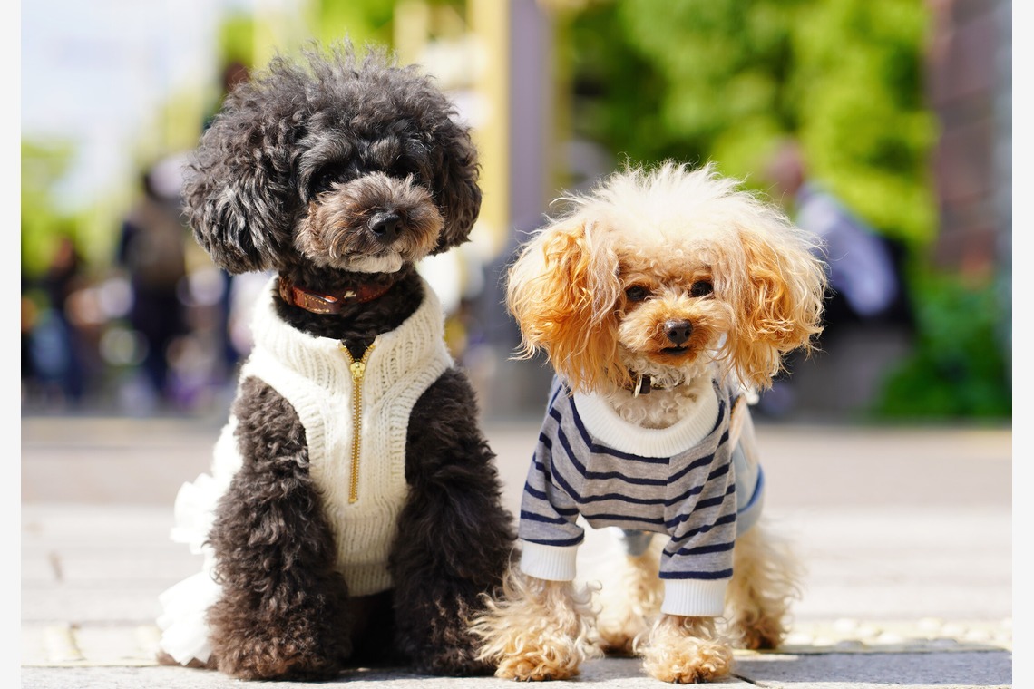 河野慈圓が撮影した「ペット撮影」の写真