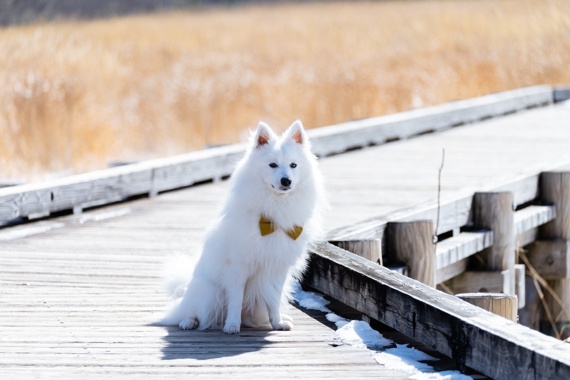 Makoto Nakamuraが撮影した「ペット」の写真
